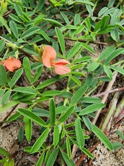 Indigofera miniata