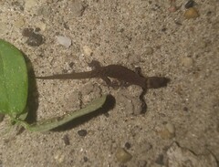 Lepidoblepharis sanctaemartae