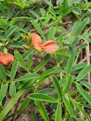 Indigofera miniata