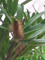 Spilarctia subcarnea