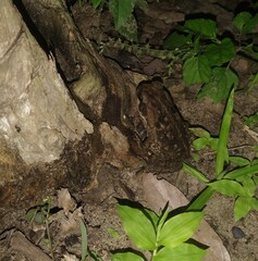 Rhinella horribilis