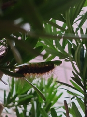 Spilarctia subcarnea