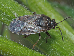 Platyplax salviae