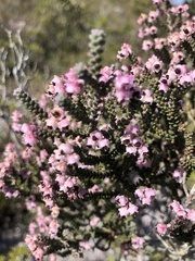 Erica uysii