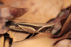 Phaeocatantops solitarius