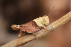 Coptacrinae