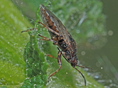 Platyplax salviae