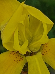 Moraea ramosissima