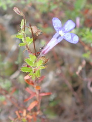 Lobelia neglecta