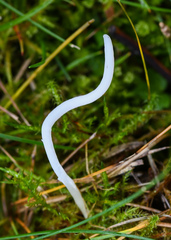 Clavaria acuta