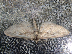 Eupithecia pusillata