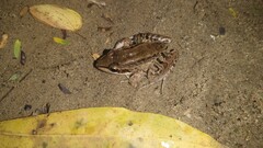 Leptodactylus insularum