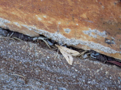 Diasemia monostigma