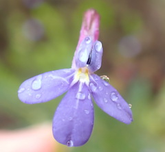 Lobelia neglecta