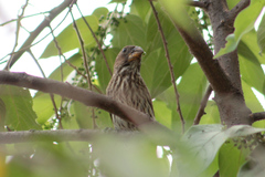 Amblyospiza albifrons