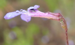 Lobelia neglecta