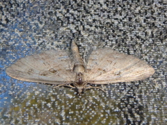 Eupithecia pusillata