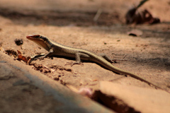 Trachylepis wahlbergii