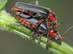 Cantharis rustica