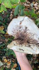 Lactarius argillaceifolius