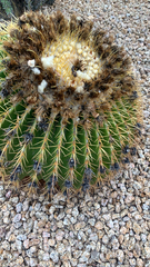 Kroenleinia grusonii