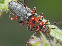 Cantharis rustica