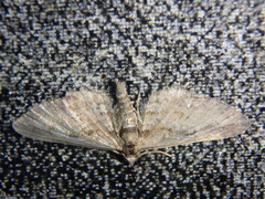 Eupithecia pusillata