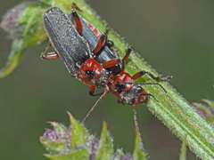 Cantharis rustica