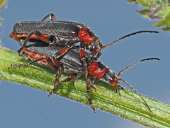 Cantharis rustica