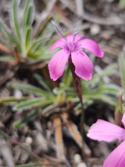 Dianthus thunbergii