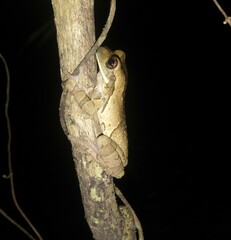 Trachycephalus typhonius