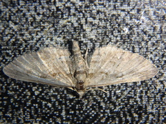 Eupithecia pusillata