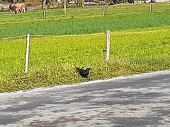 Corvus