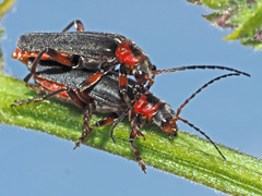 Cantharis rustica