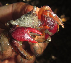 Parasesarma guttatum