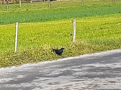 Corvus