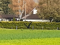 Corvus