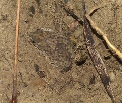 Rhinella humboldti