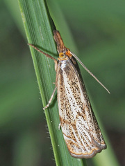 Thisanotia chrysonuchella
