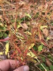 Hypericum canadense