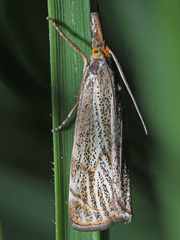 Thisanotia chrysonuchella