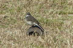 Motacilla capensis capensis