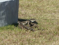 Motacilla capensis capensis
