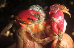 Parasesarma guttatum