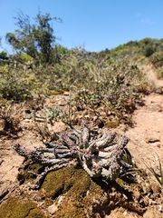 Euphorbia inermis