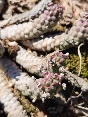 Euphorbia inermis