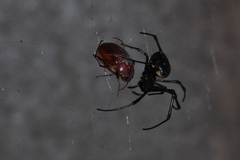 Nephilingis cruentata