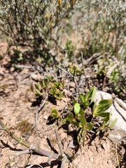Osteospermum spathulatum