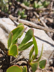 Osteospermum spathulatum