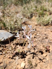 Pelargonium campestre